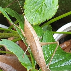 Pseudorhynchus mimeticus at suppressed - suppressed