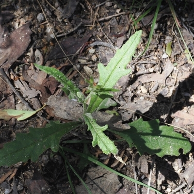 Senecio distalilobatus at Paddys River, ACT - 22 Jan 2024 by RAllen