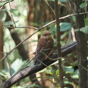 Pachycephala pectoralis by RAllen