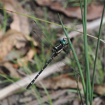 Eusynthemis guttata (Southern Tigertail) at Paddys River, ACT - 22 Jan 2024 by RAllen