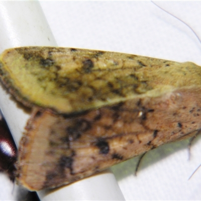 Helicoverpa (genus) (A bollworm) at Saint George, QLD - 2 Nov 2009 by PJH123