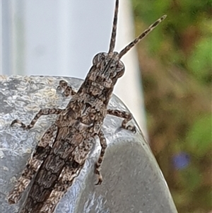 Coryphistes ruricola at Copmanhurst, NSW - suppressed