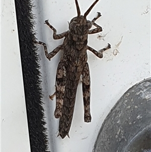 Coryphistes ruricola at Copmanhurst, NSW - suppressed