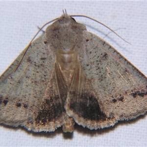 Unverified Noctuoid moth (except Arctiinae) at Saint George, QLD - 2 Nov 2009 by PJH123