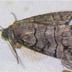 Dysbatus singularis (Dry-country Line-moth) at Saint George, QLD - 2 Nov 2009 by PJH123