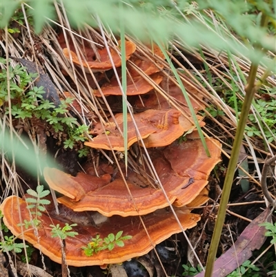 Rigidoporus laetus at Kambah, ACT - Yesterday by WalkYonder
