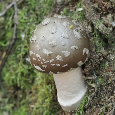 Amanita sp. (Amanita sp.) at Paddys River, ACT - 22 Jan 2024 by RAllen