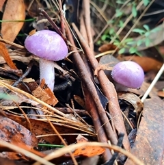 Cortinarius sp. - lilac, blue(ish), purple(ish) at Kambah, ACT - 2 Jun 2025 by WalkYonder