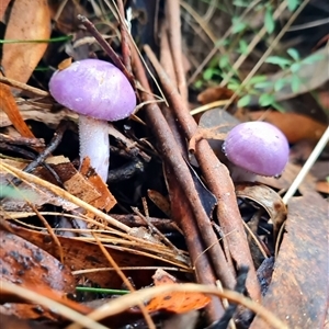 Cortinarius archeri at Kambah, ACT - Yesterday by WalkYonder