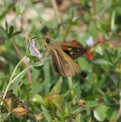 Timoconia flammeata at Tharwa, ACT - 23 Jan 2024 12:13 PM