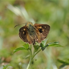 Timoconia flammeata at Tharwa, ACT - 23 Jan 2024 12:13 PM