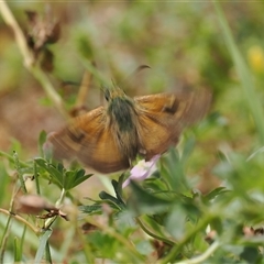 Timoconia flammeata at Tharwa, ACT - 23 Jan 2024 12:13 PM