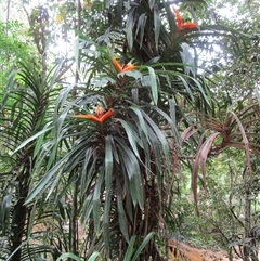 Freycinetia marginata (giant climbing–pandan) by JasonPStewartNMsnc2016