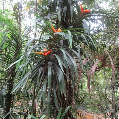 Freycinetia marginata (giant climbing–pandan) by JasonPStewartNMsnc2016
