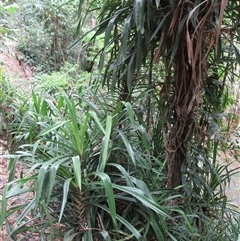 Freycinetia marginata at Stewart Creek Valley, QLD - suppressed