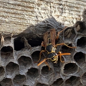 Polistes (Polistella) humilis at Braidwood, NSW - Today by StargazerAna