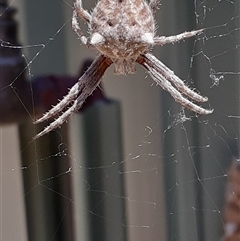 Socca pustulosa by Caric