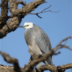 Egretta novaehollandiae at Camden, NSW - Yesterday by MandyandScott