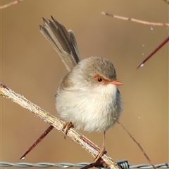 Malurus cyaneus at Camden, NSW - 2 Jun 2025 08:38 AM