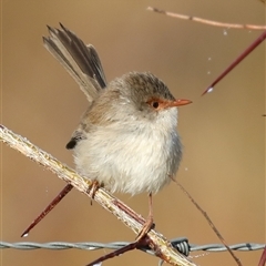 Malurus cyaneus at Camden, NSW - 2 Jun 2025 08:38 AM