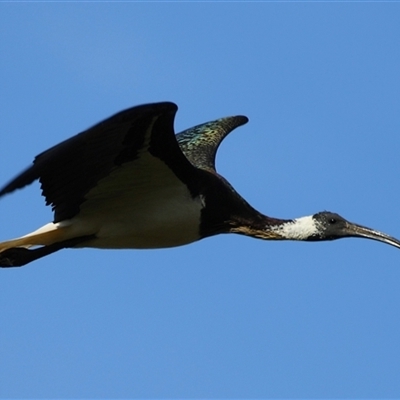 Threskiornis spinicollis at Camden, NSW - Yesterday by MandyandScott