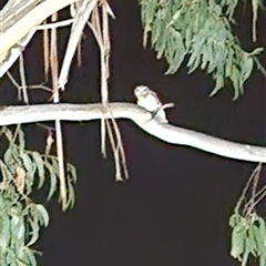 Ninox boobook at Hughes, ACT - 2 Jun 2025 by Ct1000