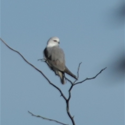 Elanus axillaris at Camden, NSW - Yesterday by MandyandScott