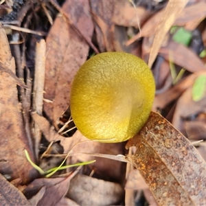 Cortinarius austrovenetus at Kambah, ACT - Today by WalkYonder