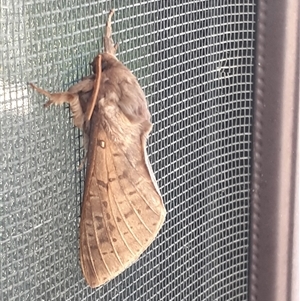 Oxycanus silvanus at Calwell, ACT - 31 May 2025 by HarveyPerkins