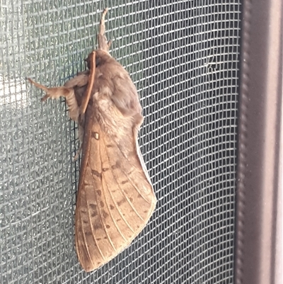 Oxycanus silvanus (Pale Oxycanus) at Calwell, ACT - 31 May 2025 by HarveyPerkins