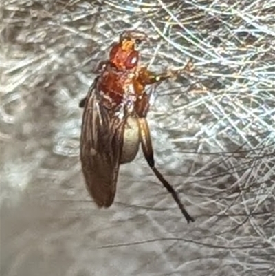 Ortholfersia (genus) at Jervis Bay Village, JBT - Yesterday by HelenCross
