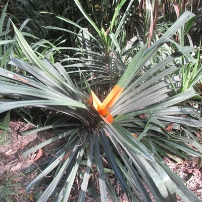 Freycinetia marginata (giant climbing–pandan) by JasonPStewartNMsnc2016