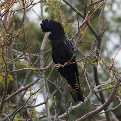Calyptorhynchus banksii at Menindee, NSW - 25 May 2025 by MichaelWenke
