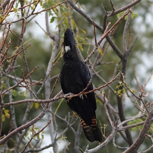 Calyptorhynchus banksii at Menindee, NSW - 25 May 2025 11:31 AM