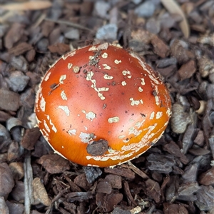 Amanita muscaria at Kambah, ACT - 31 May 2025 by HelenCross