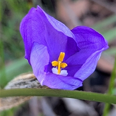 Patersonia sp. at Tianjara, NSW - 1 Jun 2025 by HelenCross