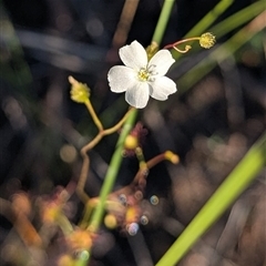 Drosera sp. at Jervis Bay Village, JBT - 1 Jun 2025 by HelenCross