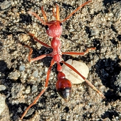Myrmecia sp. (genus) at Jervis Bay Village, JBT - 1 Jun 2025 by HelenCross