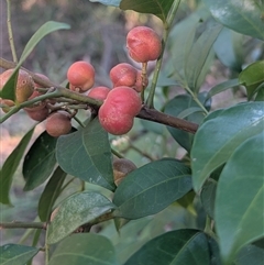Synoum glandulosum subsp. glandulosum (Scentless Rosewood) at Jervis Bay Village, JBT - 1 Jun 2025 by HelenCross