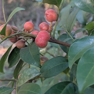 Synoum glandulosum subsp. glandulosum (Scentless Rosewood) at Jervis Bay Village, JBT - Yesterday by HelenCross