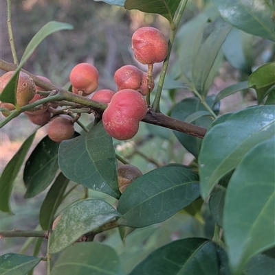 Synoum glandulosum subsp. glandulosum (Scentless Rosewood) at Jervis Bay Village, JBT - 1 Jun 2025 by HelenCross