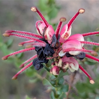 Grevillea baueri subsp. baueri (Bauer's Grevillea) at Bulee, NSW - Yesterday by HelenCross