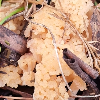 Ramaria capitata var. capitata (Pale cauliflower coral) at Kambah, ACT - 2 Jun 2025 by WalkYonder