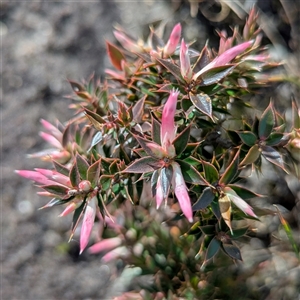 Unverified Other Shrub at Bulee, NSW - Today by HelenCross