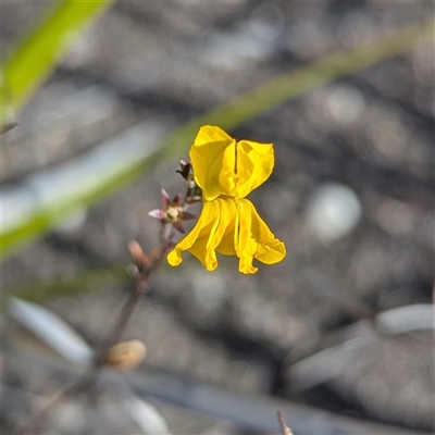 Unverified Other Wildflower or Herb at Bulee, NSW - Yesterday by HelenCross
