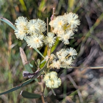 Acacia suaveolens (Sweet Wattle) at Bulee, NSW - Yesterday by HelenCross