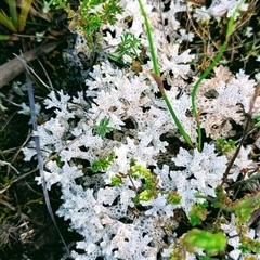 Unverified Lichen at Bulee, NSW - Yesterday by HelenCross