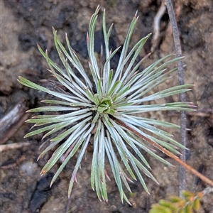 Stylidium lineare (Narrow-leaved Triggerplant) at Bulee, NSW - Today by HelenCross