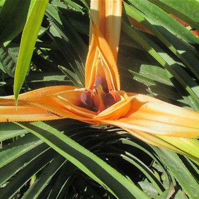 Freycinetia marginata (giant climbing–pandan) at Upper Daintree, QLD - 28 Aug 2018 by JasonPStewartNMsnc2016