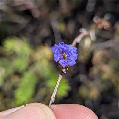 Dampiera sp. at Bulee, NSW - Yesterday by HelenCross